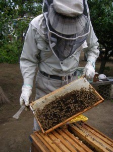 ひと箱に4万～5万の働き蜂が理想