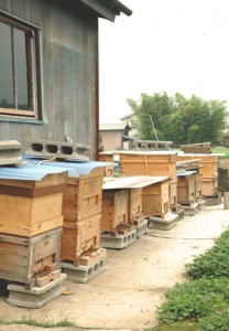 国立の養蜂家飯塚るみさんの養蜂所。国立には菜の花やニセアカシアなど豊富な蜜源があります。 