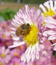 谷保の菊畑ににて　11月