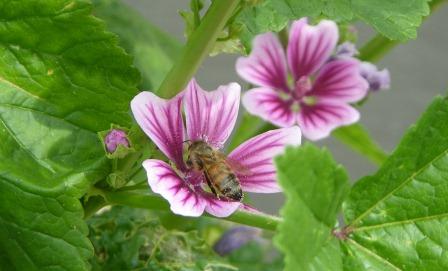 元梨園の横に蜜源のマーロウを発見。ミツバチさんきてました。