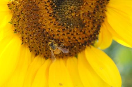 ミツバチが　毎日花粉まみれになってせっせと働いています。