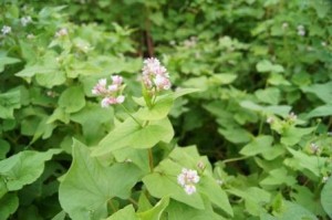 これも蜜源、高嶺ルビー　可憐ですてきなそばの一種。