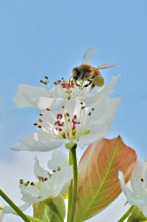 近くの蜜源ガーデンの西洋みつばちも受粉作業のおてつだい。足にたくさん花粉をつけて、ブンブン忙しそう。（花は「二十世紀」）