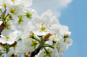 品種によって味が違うのと同様、花の様子もよく見るとそれぞれに特徴があります。白い花が青空に映える「稲城」。